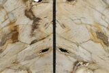 Tall, Colorful Petrified Wood Bookends - Washington #233268-1